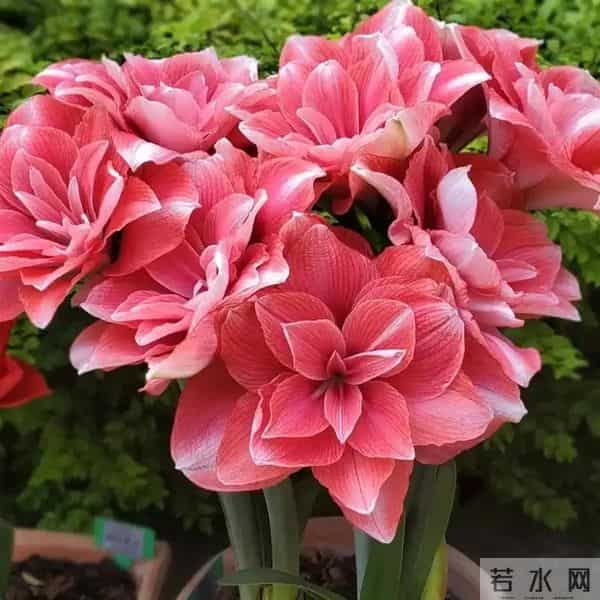 朱顶红种球越养越小？避开5个误区，种球饱满开花旺