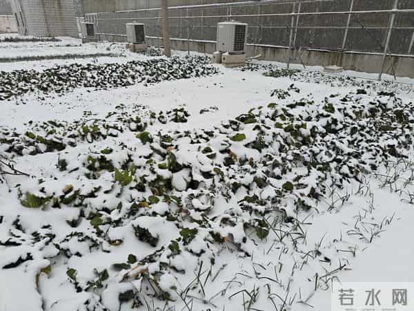今天是2025年的第一场雪，小外孙恰逢没来，那我就借机撒撒欢吧！