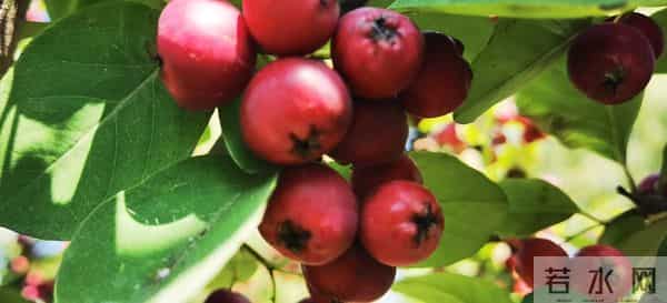 写作突破流水账的关键，是完成从“记录者”到“导演”的角色转变