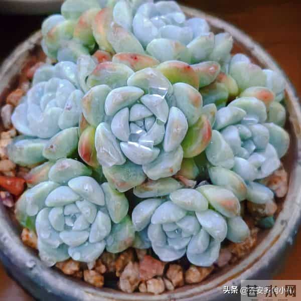 谁说冰玉养久了就能黄透养了五年还这个样，还有不出状态的纯爱