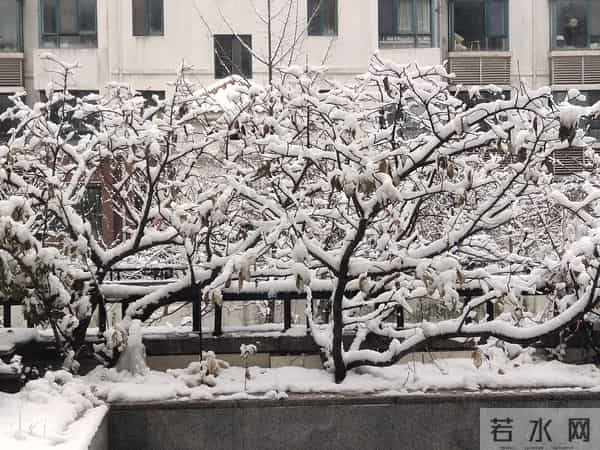 一觉醒来，青岛不青了，成白色的了