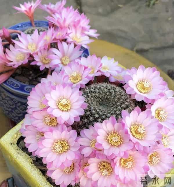 12月养花别乱浇水！这5种花草一浇就烂根，赶紧断水保命