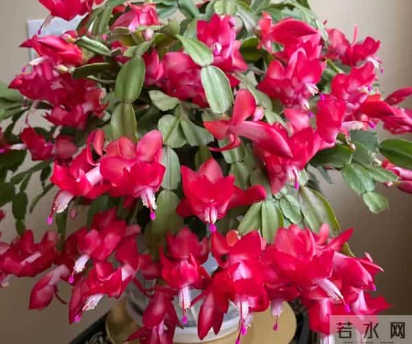 蟹爪兰不开花，狠心掐一掐，两周冒花苞