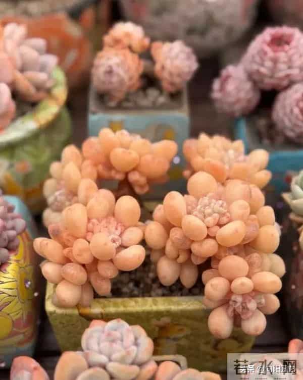 昆明的冬季,多肉状态拉满,超级漂亮,比补光灯养的还好!