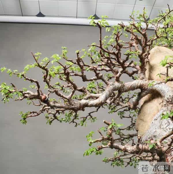 一枝一世界:带你读懂盆景里的“单枝成景”。