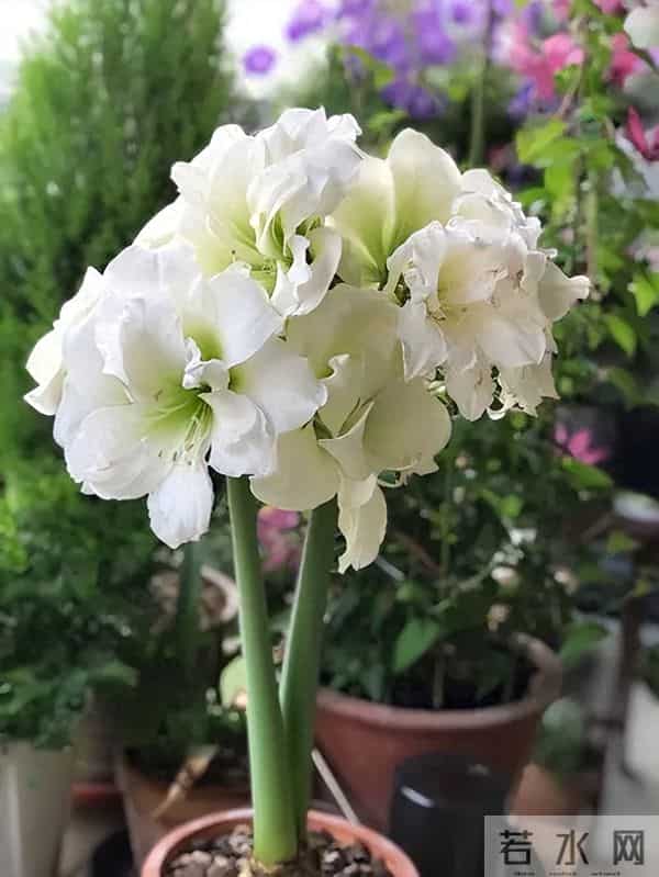 养朱顶红必看！10个典型问题，全是救命干货（一）