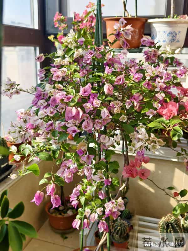 冬季三角梅掉花又浅色？暖气房做好 3 点，花苞艳压室外，新手也会