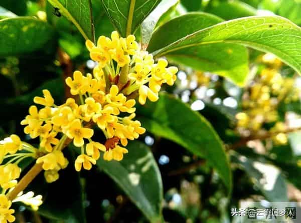 房子面前为什么不能种桂花树?房子前面有桂花树的,要了解一下!