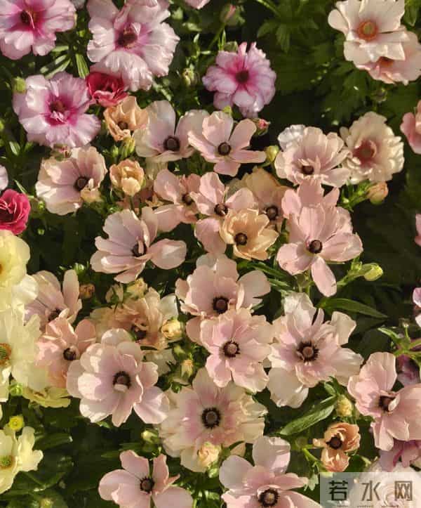 江苏一姐姐，盆栽“洋牡丹太美了”仙气十足：好靓！如何养爆？