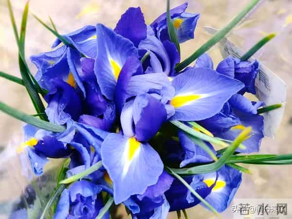 20种花店常见花材图片分享，有你喜欢的吗？