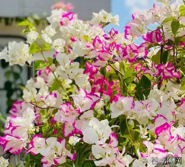 三角梅想全年开花？掌握 3 关键 + 日常 5 技巧，全年爆盆不歇气