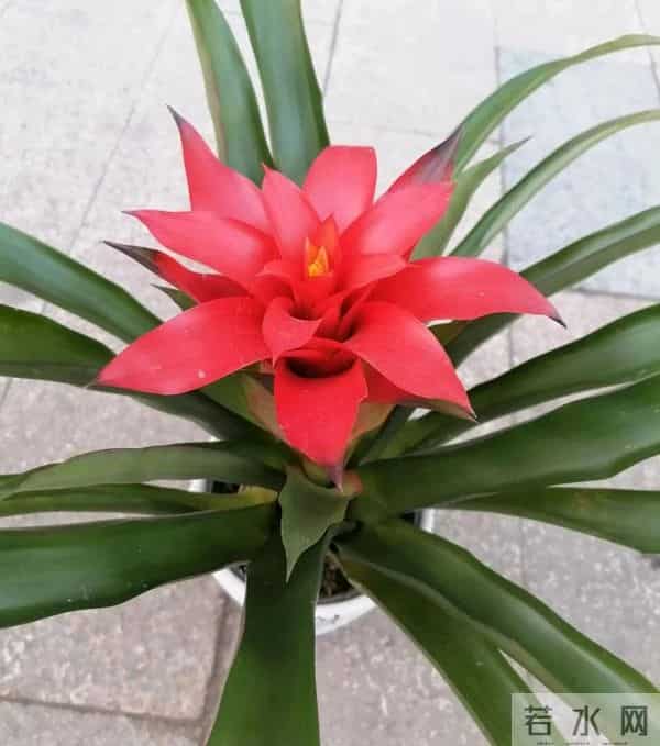 这7种花旱不死，冬天却一冻就死！低于5℃赶紧搬进屋，慢了收空盆