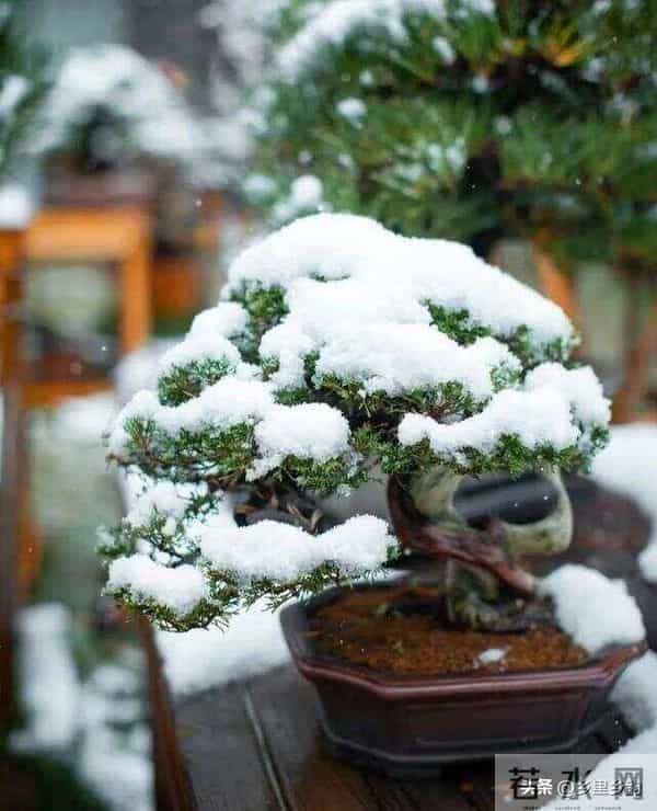 冬季养花如何浇水，掌握这五个判断方法，是来年春天不死的关键