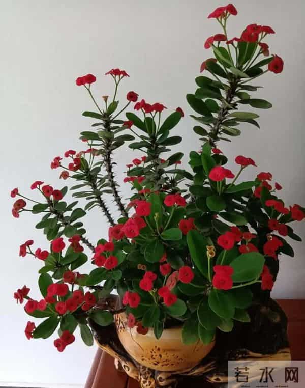 家里别乱养花！这5种“花旺人不旺”，有毒还招麻烦，赶紧清走