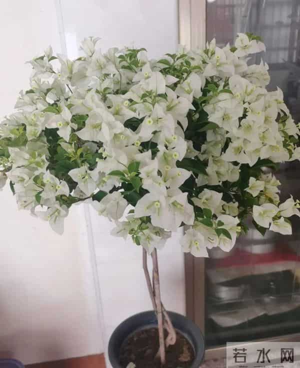 十种容易爆花的三角梅“老枝开花”品种，一开就爆盆