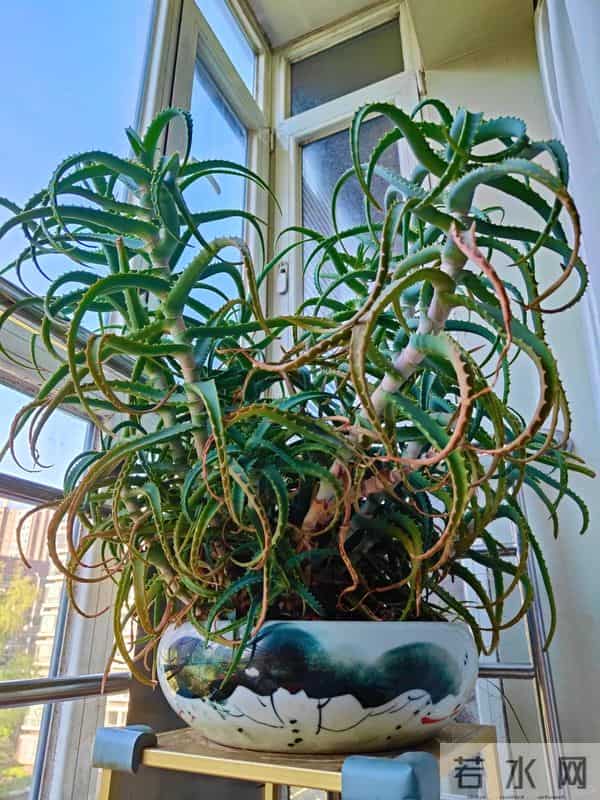 浙江一男子2年没回家，家里芦荟爆炸了，网友：好顽强的生命力！