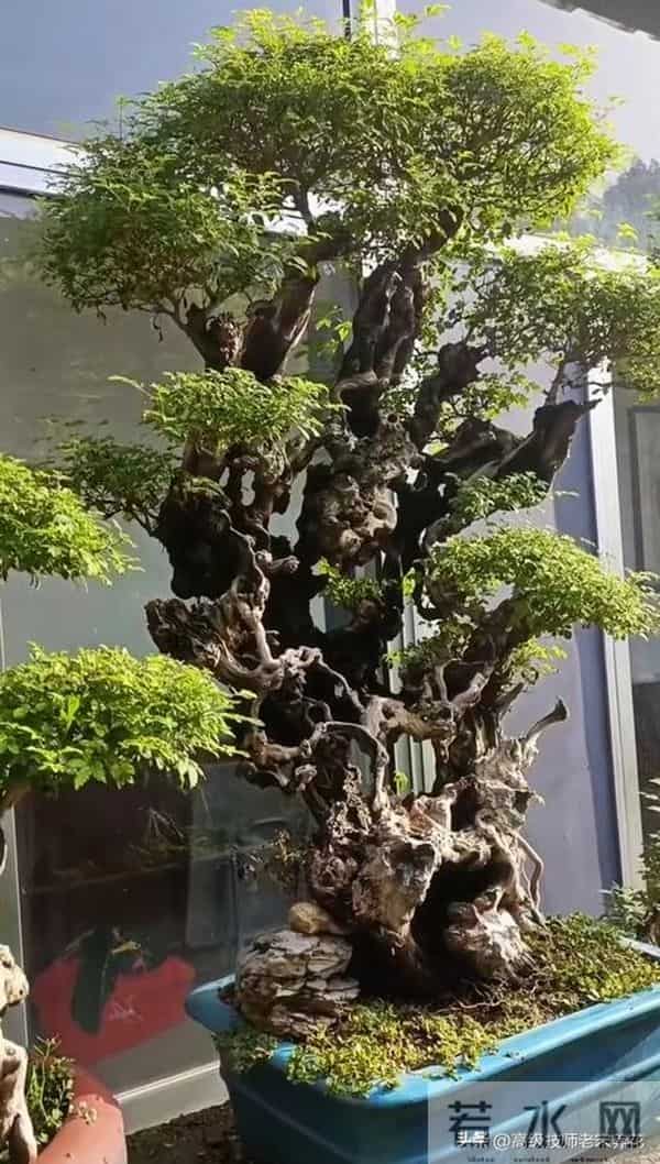 黄荆冬季室外越冬指南：耐寒力与科学防护的平衡