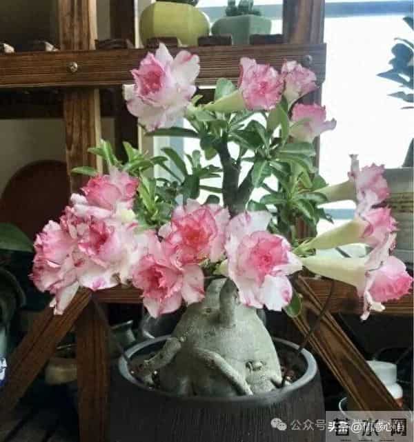 天冷了，10种花要“干养”，水多易冻伤，水少根更壮