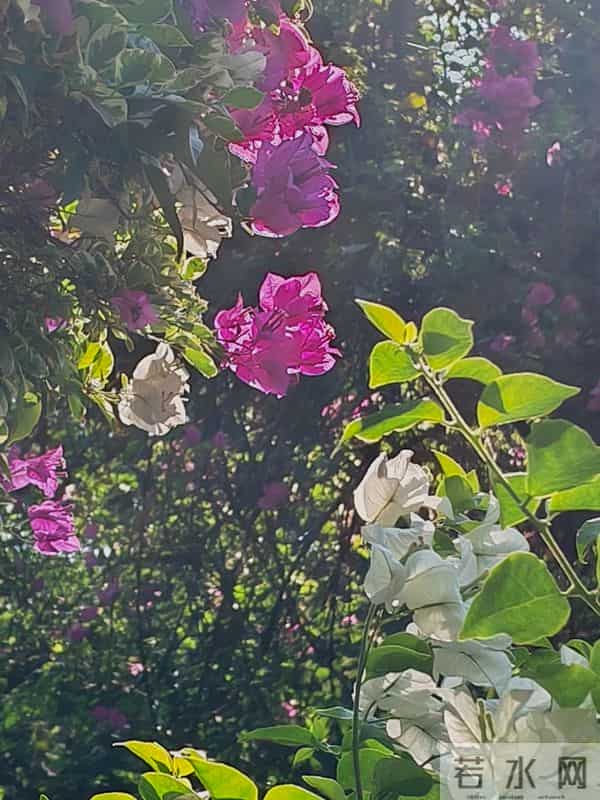 花开烂漫尽情艳