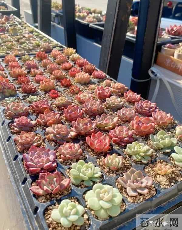 冬天搬到家的多肉，浇1次水，能顶1个月，甚至不浇水都行！