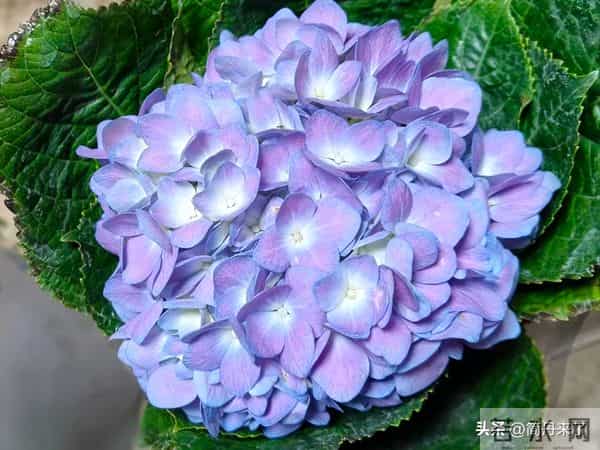 20种花店常见花材图片分享，有你喜欢的吗？