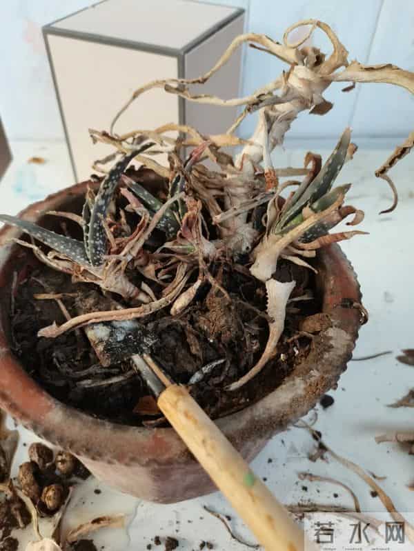 浙江一男子2年没回家，家里芦荟爆炸了，网友：好顽强的生命力！