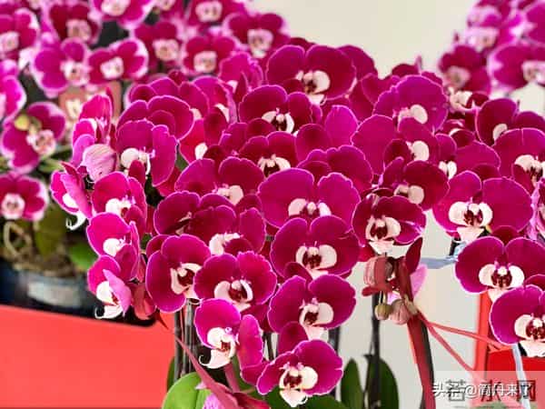 高贵不贵，幻影蝴蝶兰