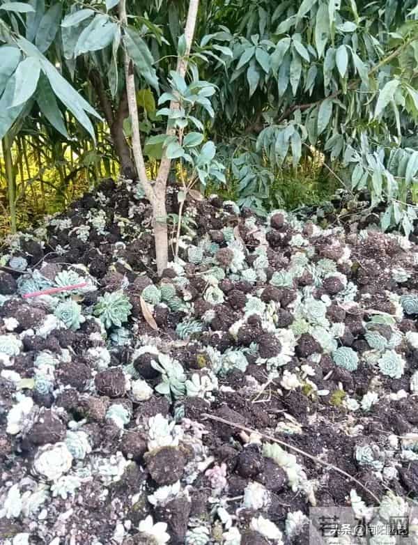 云南路边的多肉，用麻袋都装不完，本地人都不要，太多了！