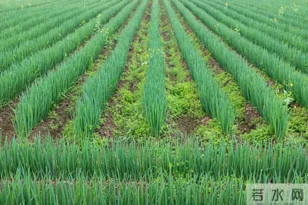 四季小香葱种植方法，简单好上手，新手也能种活