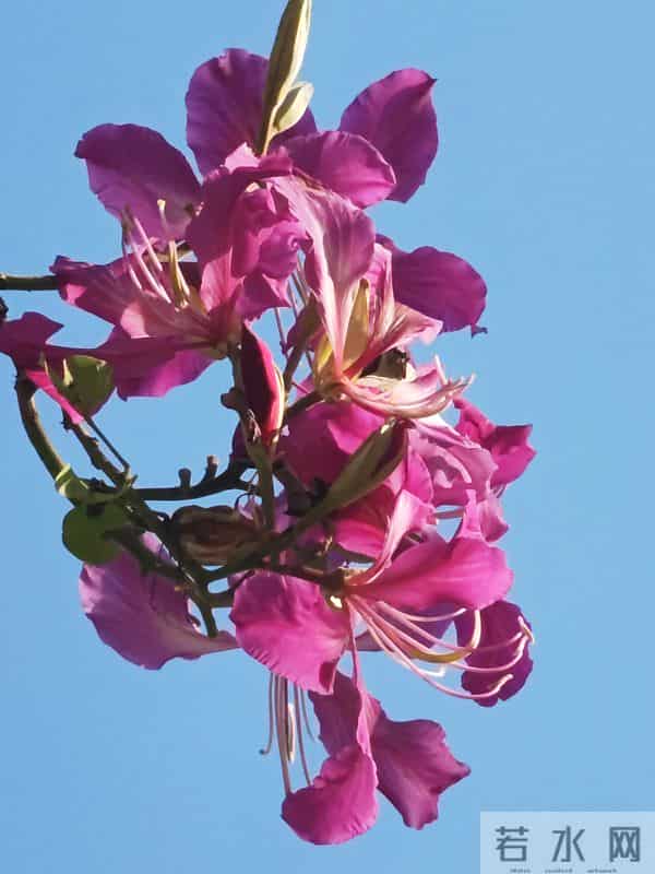 花开烂漫尽情艳