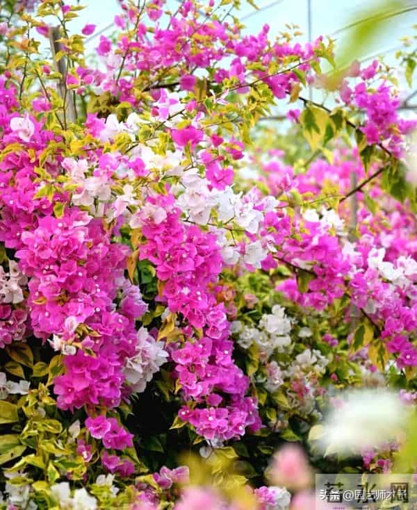 三角梅想全年开花？掌握 3 关键 + 日常 5 技巧，全年爆盆不歇气