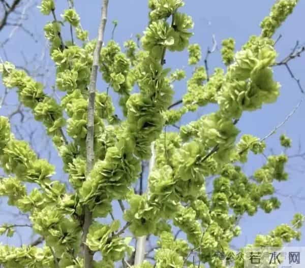 路边不要“钱”的种子捡1颗放盆里长成“镇宅之树”，能卖很多钱