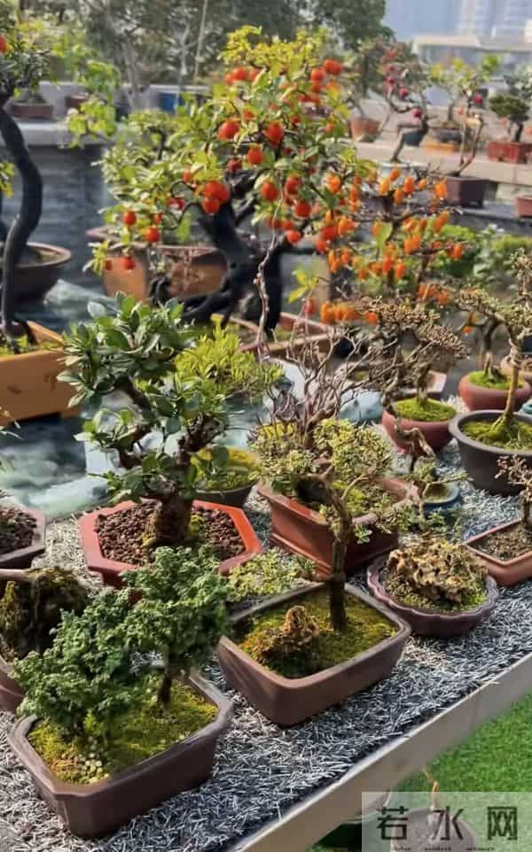 一盆装下“山野景”?爷爷亲传:3 类树桩盆景,各有各的讲究