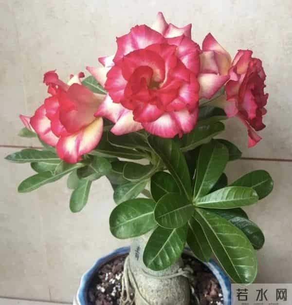 别再换大盆了！这5种花越“挤”开得越旺，花苞挂满枝