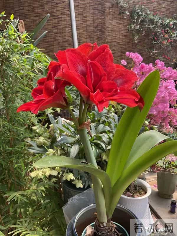 六路奔向寒冬来，一齐走过鲜花开，朱顶红的安全越冬对策