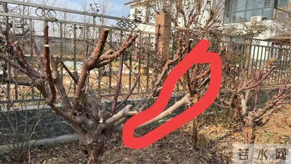 树状月季冬季这样剪，来年开出一树花