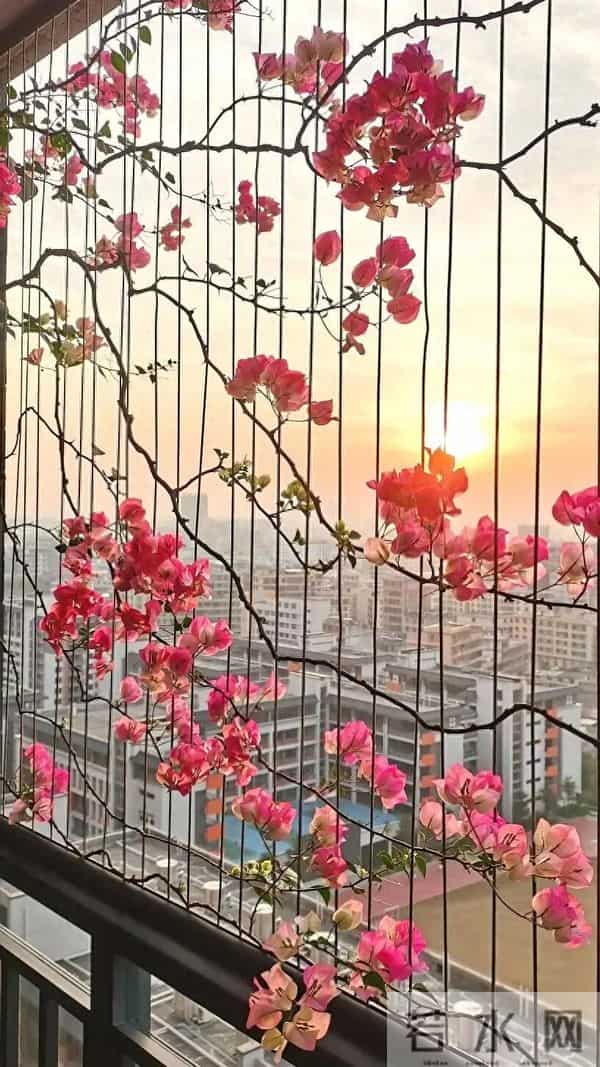 广东一女子，因国风版三角梅走红，阳台爬满花瀑布，网友：求教程