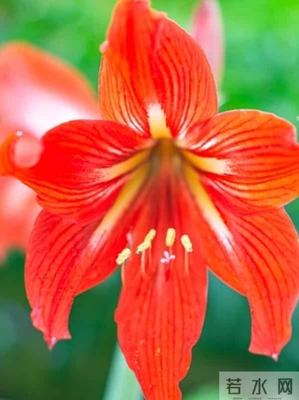 朱顶红12月催花秘籍：南北4区通用3步法，春节开花不赌运气！