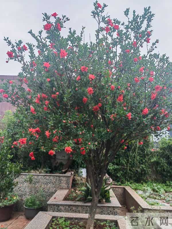 院子再小，也要种这几种花，好看好养又旺宅！