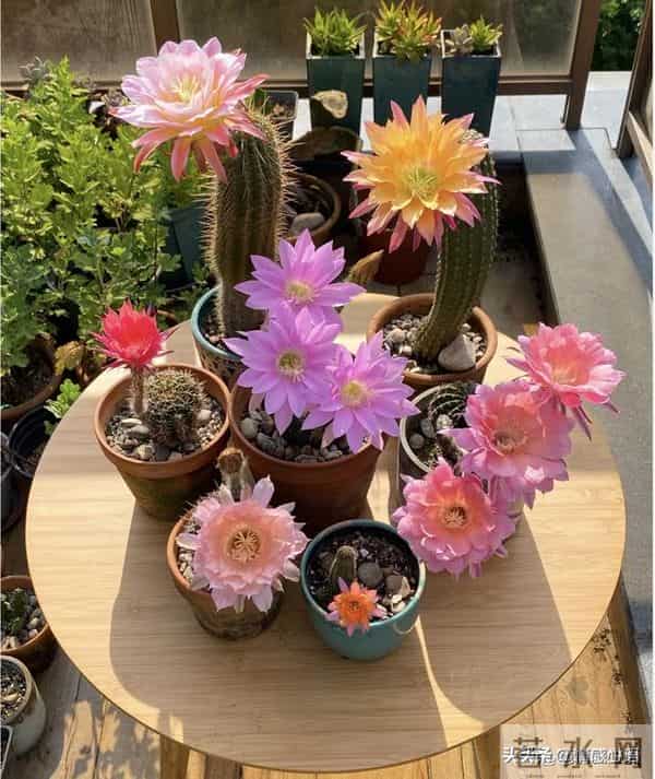 天冷了，10种花要“干养”，水多易冻伤，水少根更壮