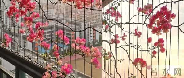 广东一女子，因国风版三角梅走红，阳台爬满花瀑布，网友：求教程