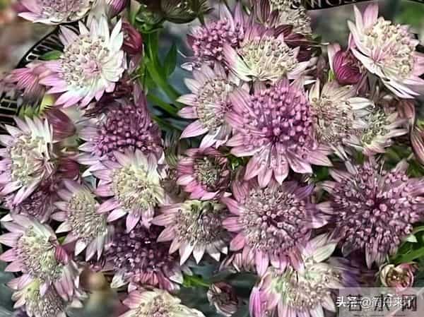 20种花店常见花材图片分享，有你喜欢的吗？