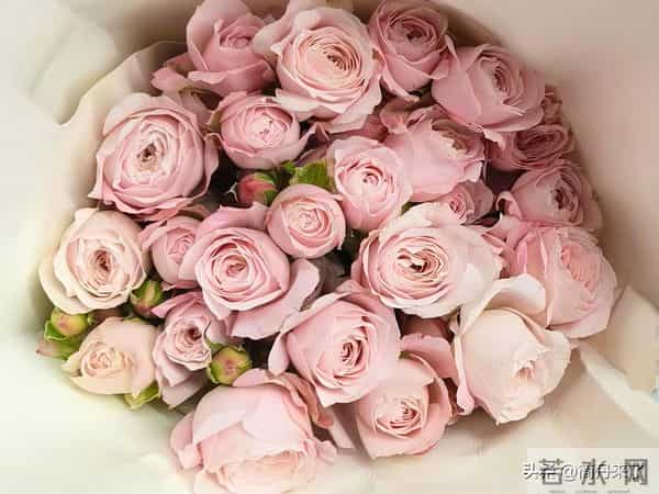 20种花店常见花材图片分享，有你喜欢的吗？