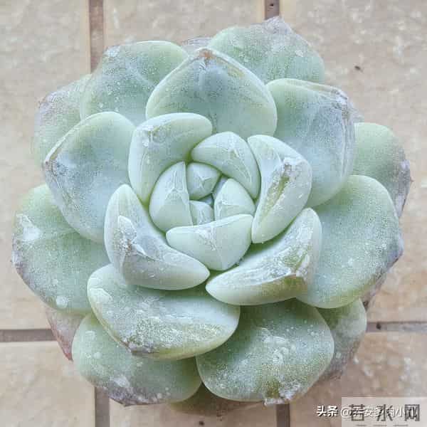 谁说冰玉养久了就能黄透养了五年还这个样，还有不出状态的纯爱