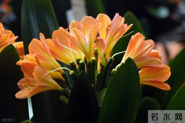 冬天君子兰别乱换盆!做好3点,叶片油亮花箭多