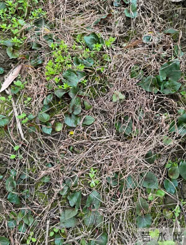 家有院子，别只种花了！种上中草药，好看实用又养生~