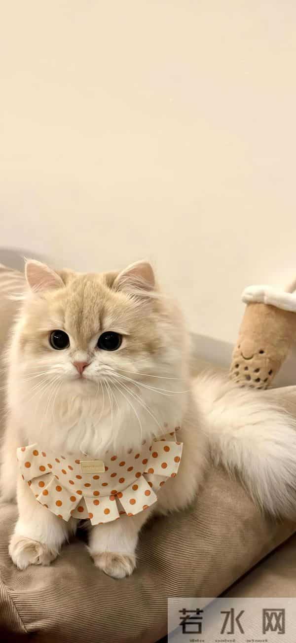 Share｜高品质锁屏壁纸12.13