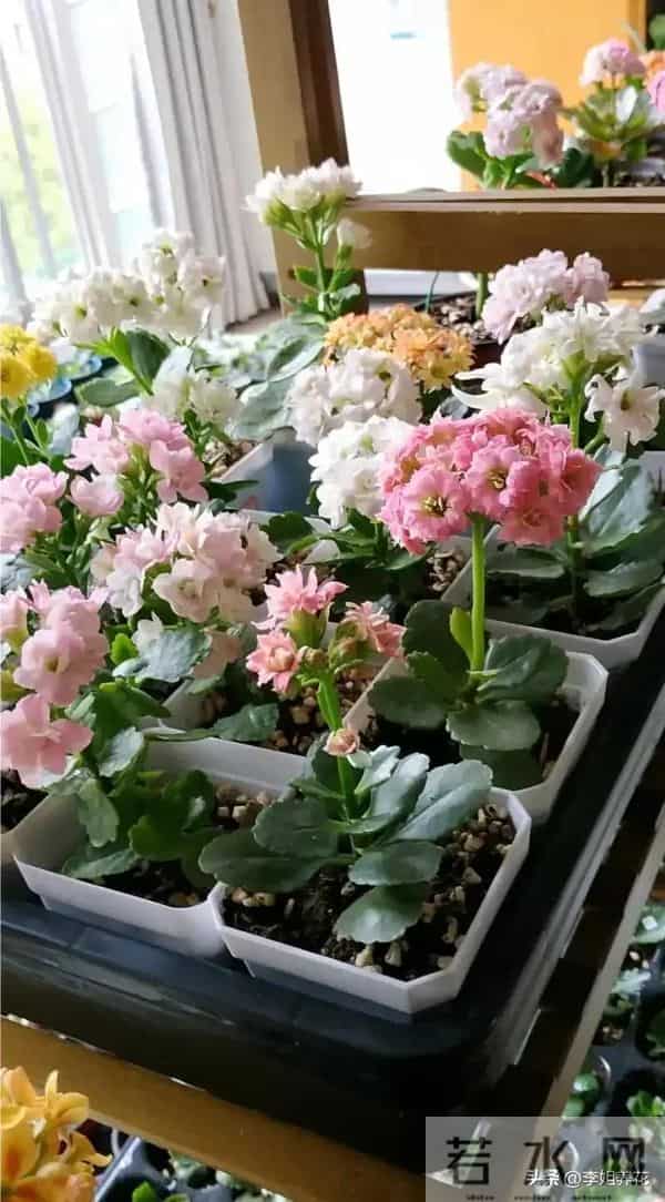 南京一大姐"太会养长寿花"走红,盆盆开成"大花球"秘诀全在这