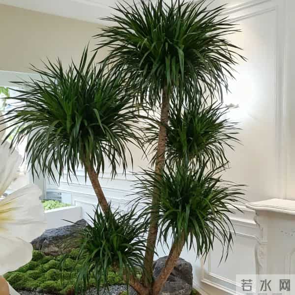 龙血树冻伤,叶子发黑就晚了!摸一处早3天发现,3步救回