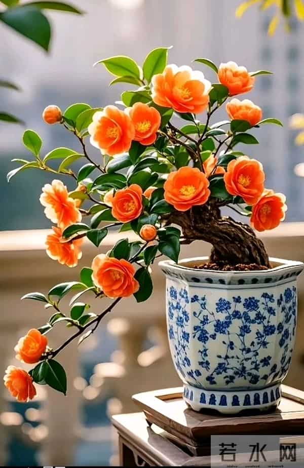 12月入手8款年宵花！摆家里年味拉满，新年日子红红火火